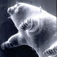 Image for article titled Extremophiles I Have Known And Loved